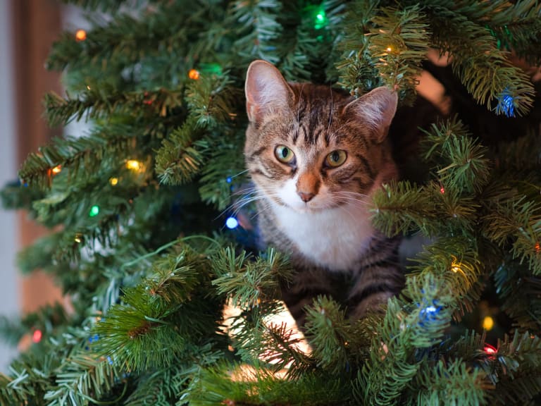 weihnachtsbrauch, island weihnachtskatze 
