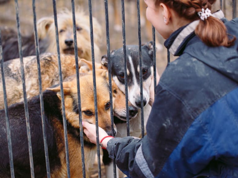 tierschutz, soziales engagement