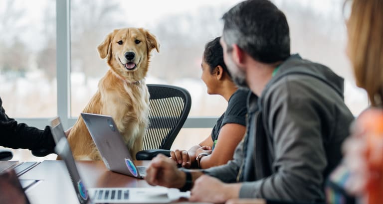 Hunde am Arbeitsplatz – Tipps und Grundregeln