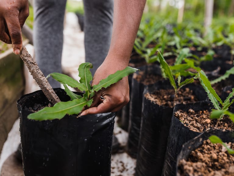valentinstag geschenke baum pflanzen