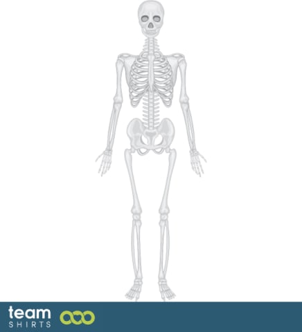 Human skeleton