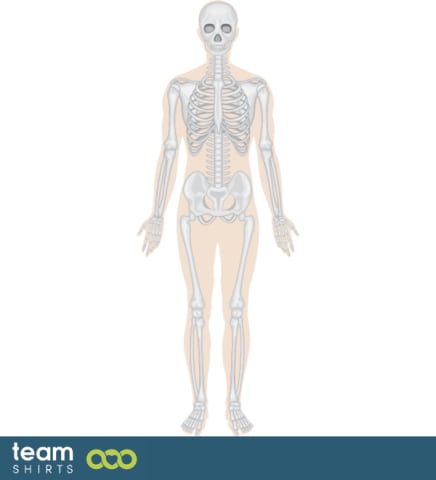 Human body skeleton