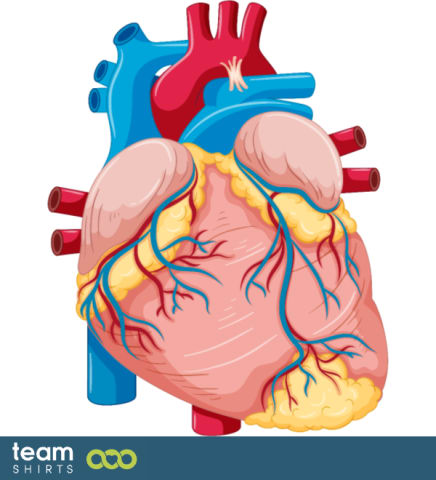 anatominen sydän
