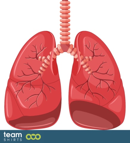 Lungs