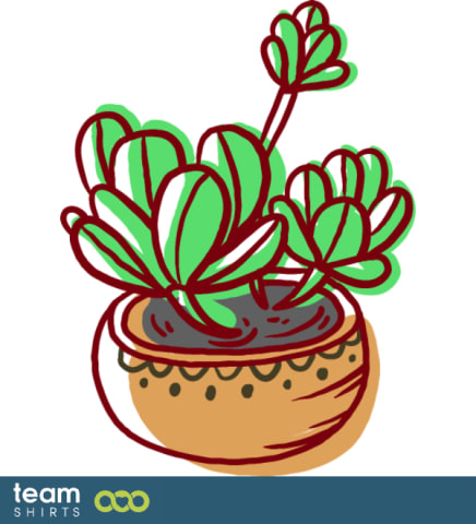 Crassula