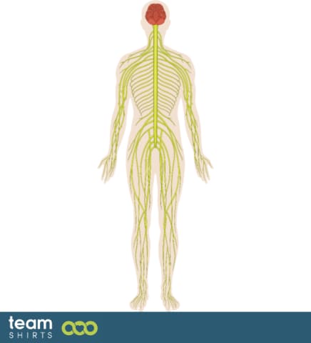Body nervous system