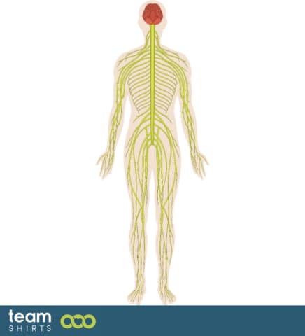 Système nerveux corporel