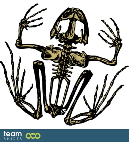 Frog skeleton