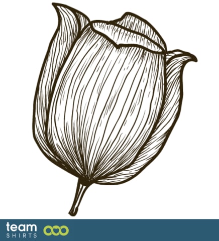 Tulipan