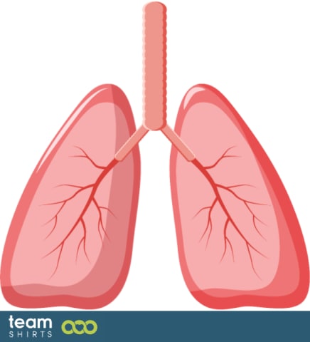 Lungs