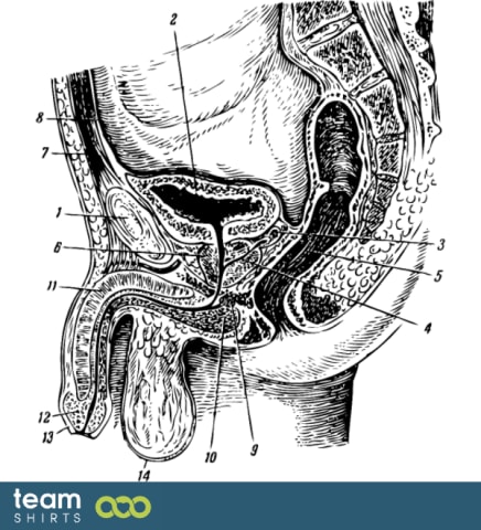 Männliche Genitalien