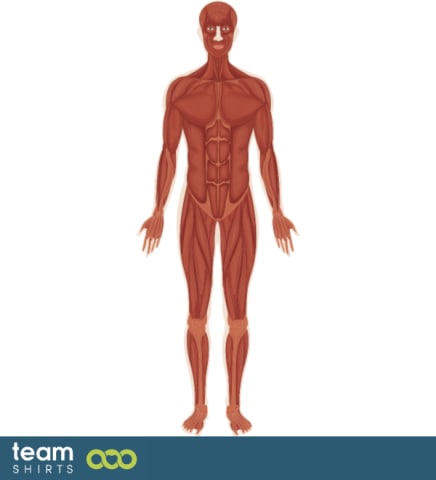 Body muscular system