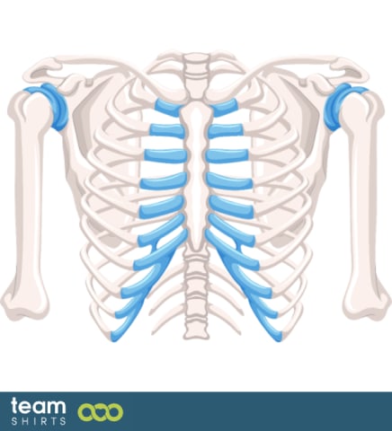 Menschlicher torso