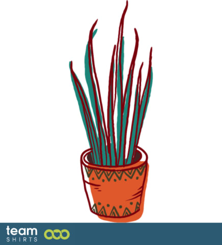 Sansevieria