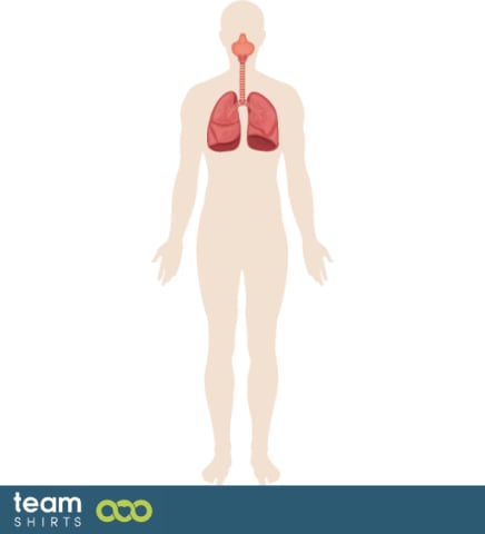 Human lungs anatomy