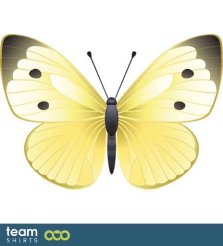 Mountain clouded yellow