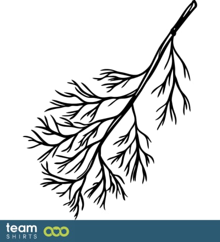 Dill plante