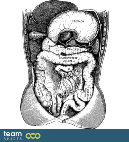 Anatomie körper 3 vectorstock 302689