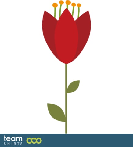 Tulipan