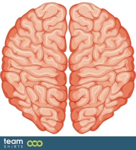 Brain