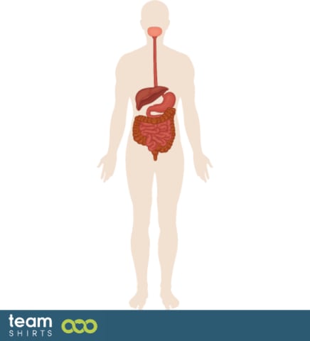 Human digestive system