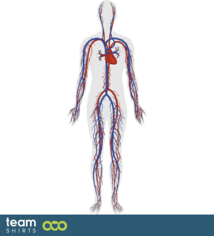 Body blood circulation