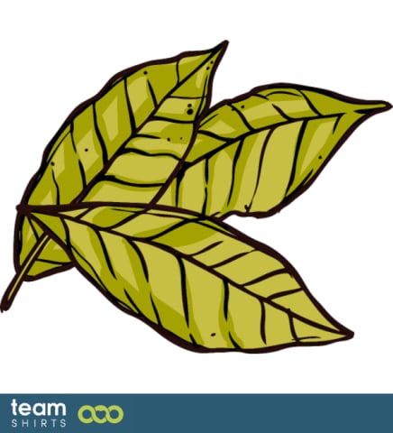 Organic bay leaf plant