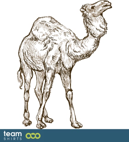 Arabian camel drawing