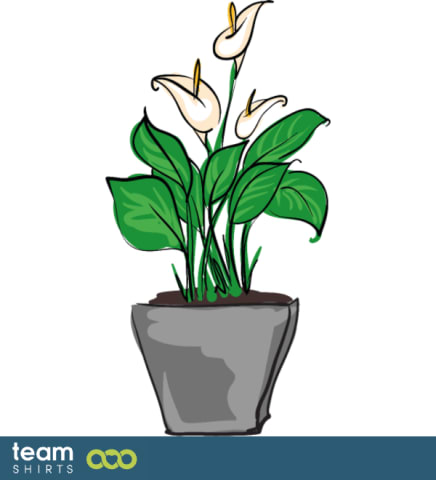 indoor calla lily