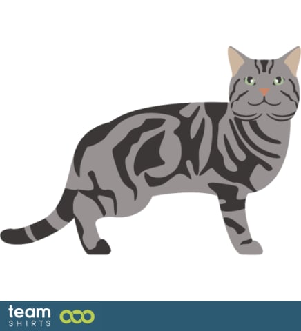 Vectorstock 10333441AmericanShorthairpng0687