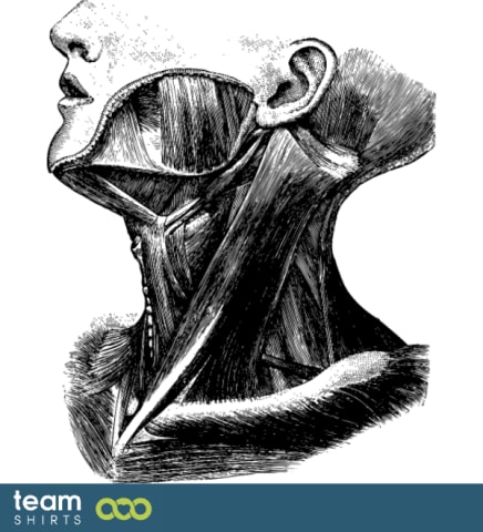 Anatomical neck