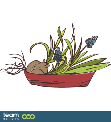 Grape hyacinth