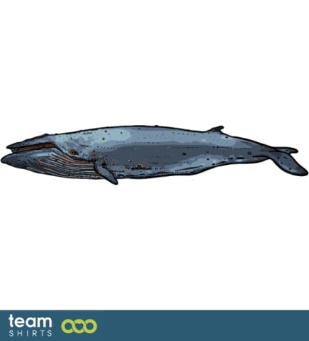 Blue Whale