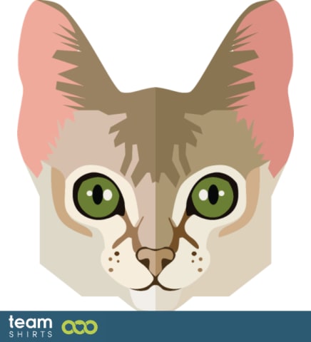 abyssinian