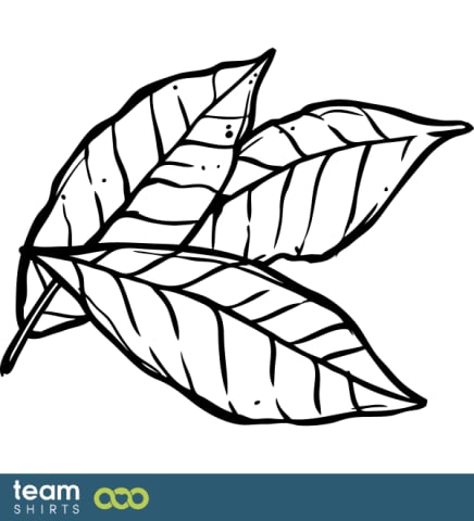 Bay leaf