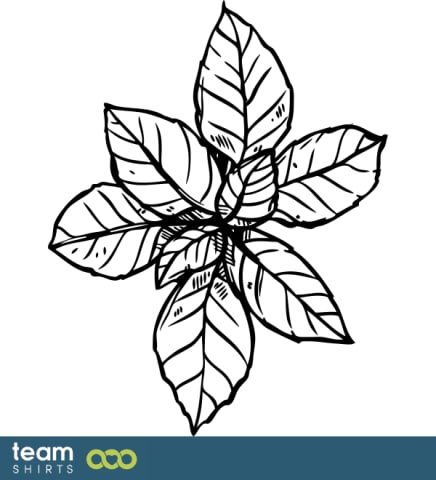 Basil