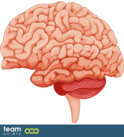 Brain