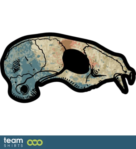 mouse skull