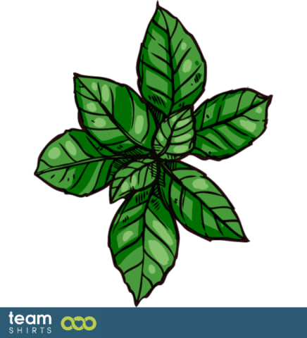 Organic basil plant