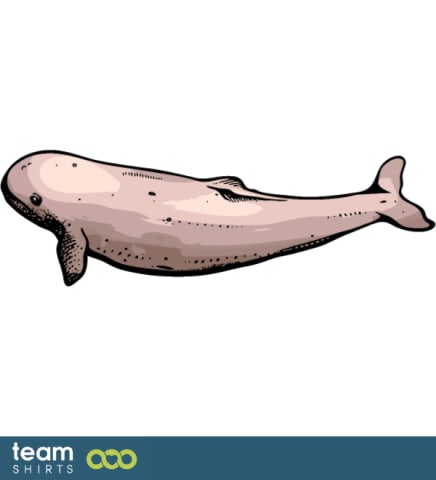 Beluga Whale