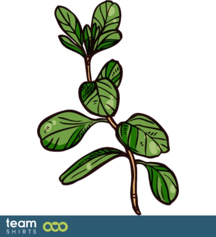 Organic marjoram plant