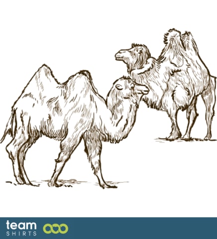 two camels