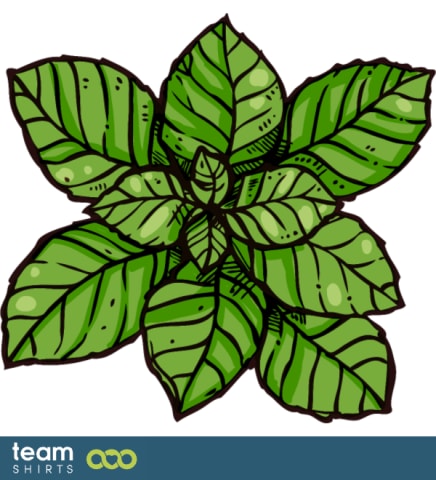 Organic mint plant