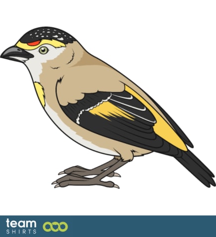 bird