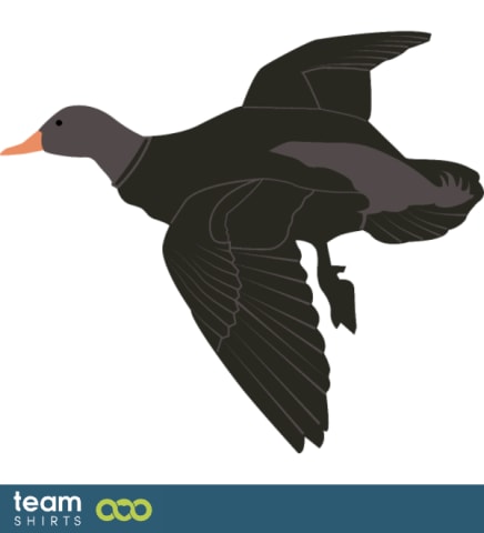 wild duck
