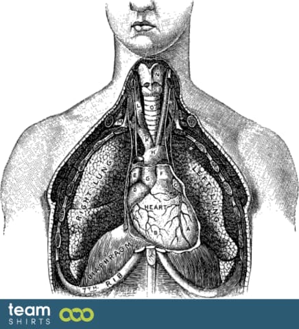 Torso medical illustration