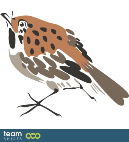 sparrow
