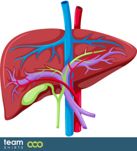 Anatomical liver