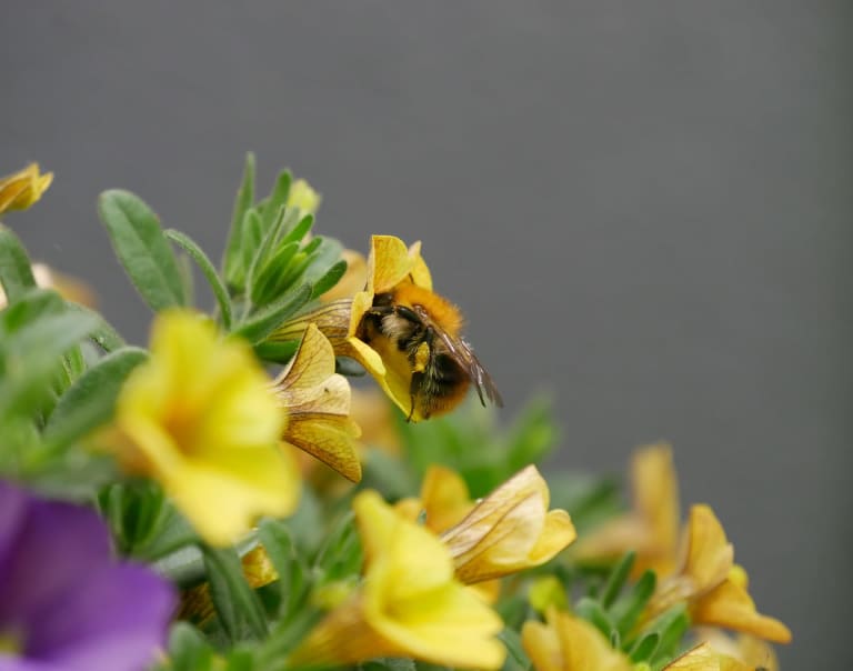 bienenfreundlicher balkon, hummel 