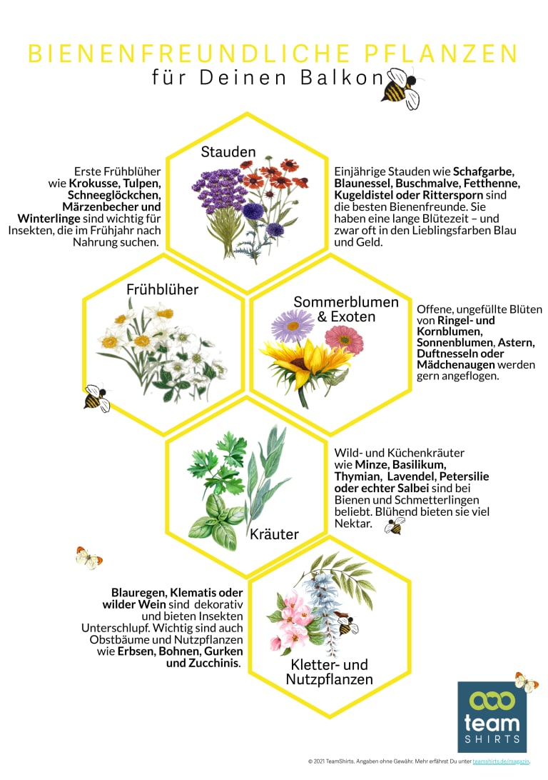 bienenfreundliche balkonpflanzen Ã¼bersicht, infografik